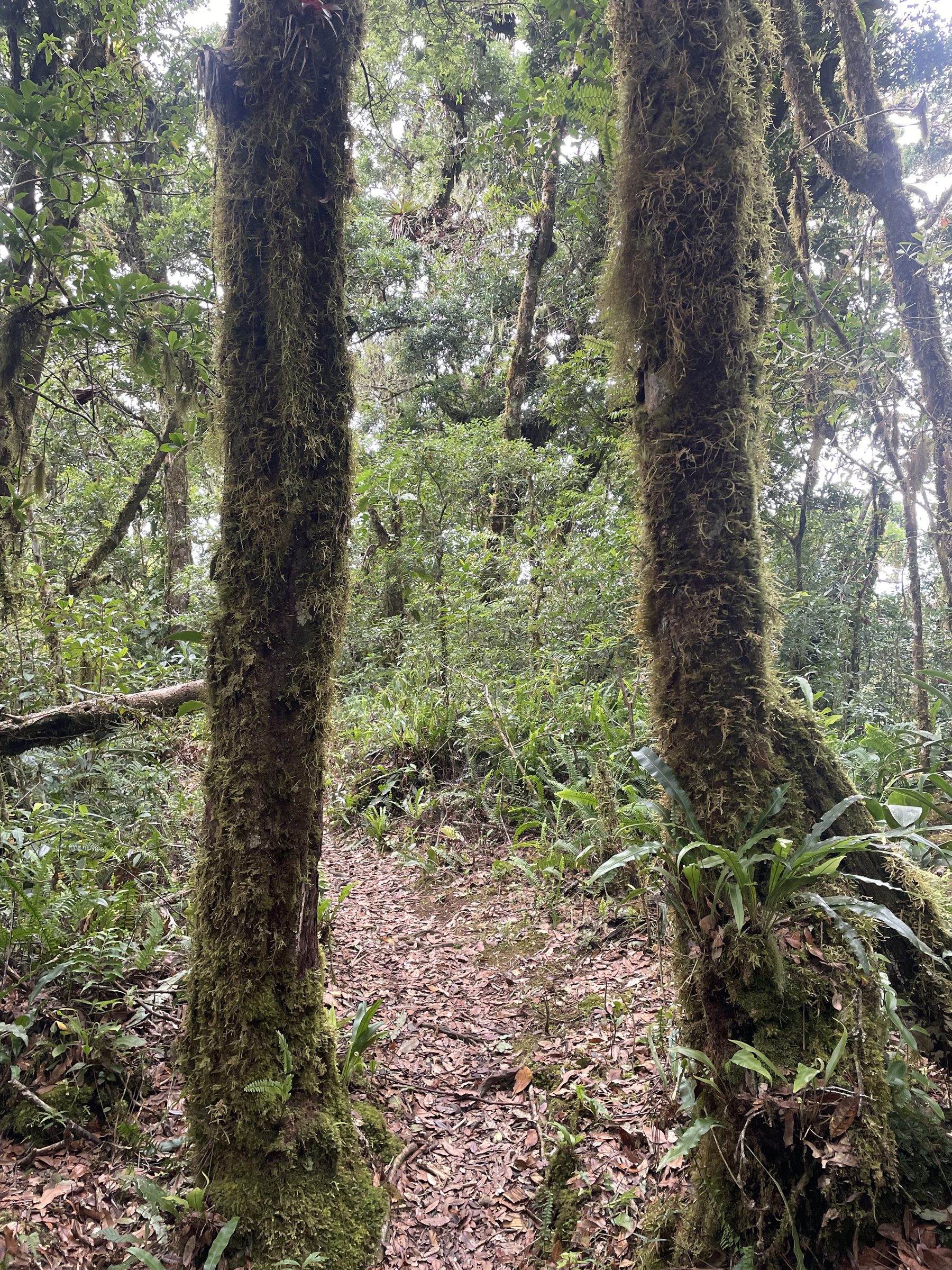Sendero de bosque nuboso en Chiriquí